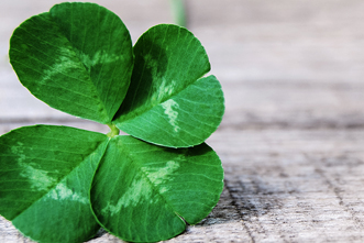 Four leaf clover